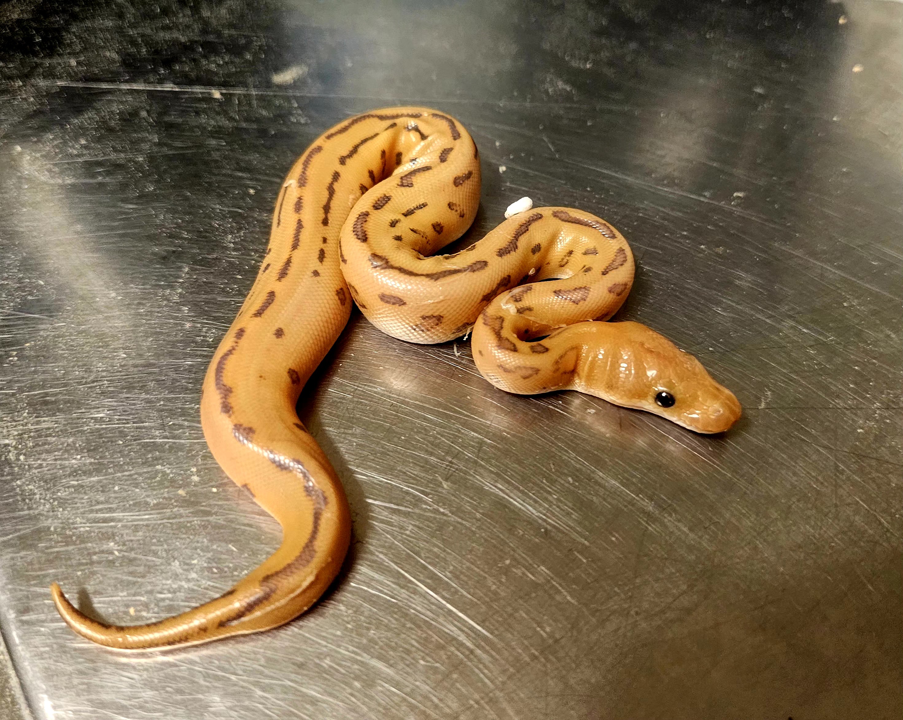 Leopard Pinstripe Hypo DG Clown