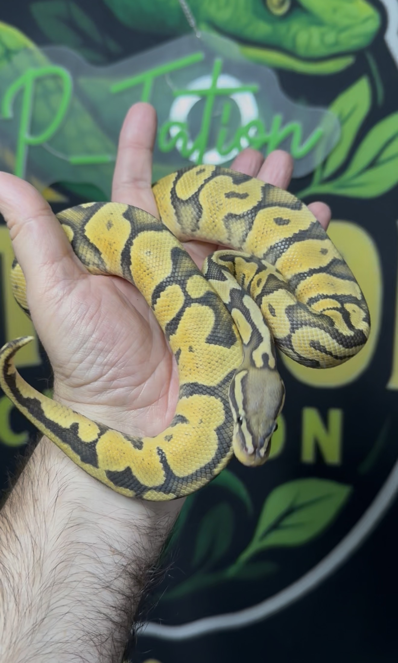 Hypo het Zebra Male