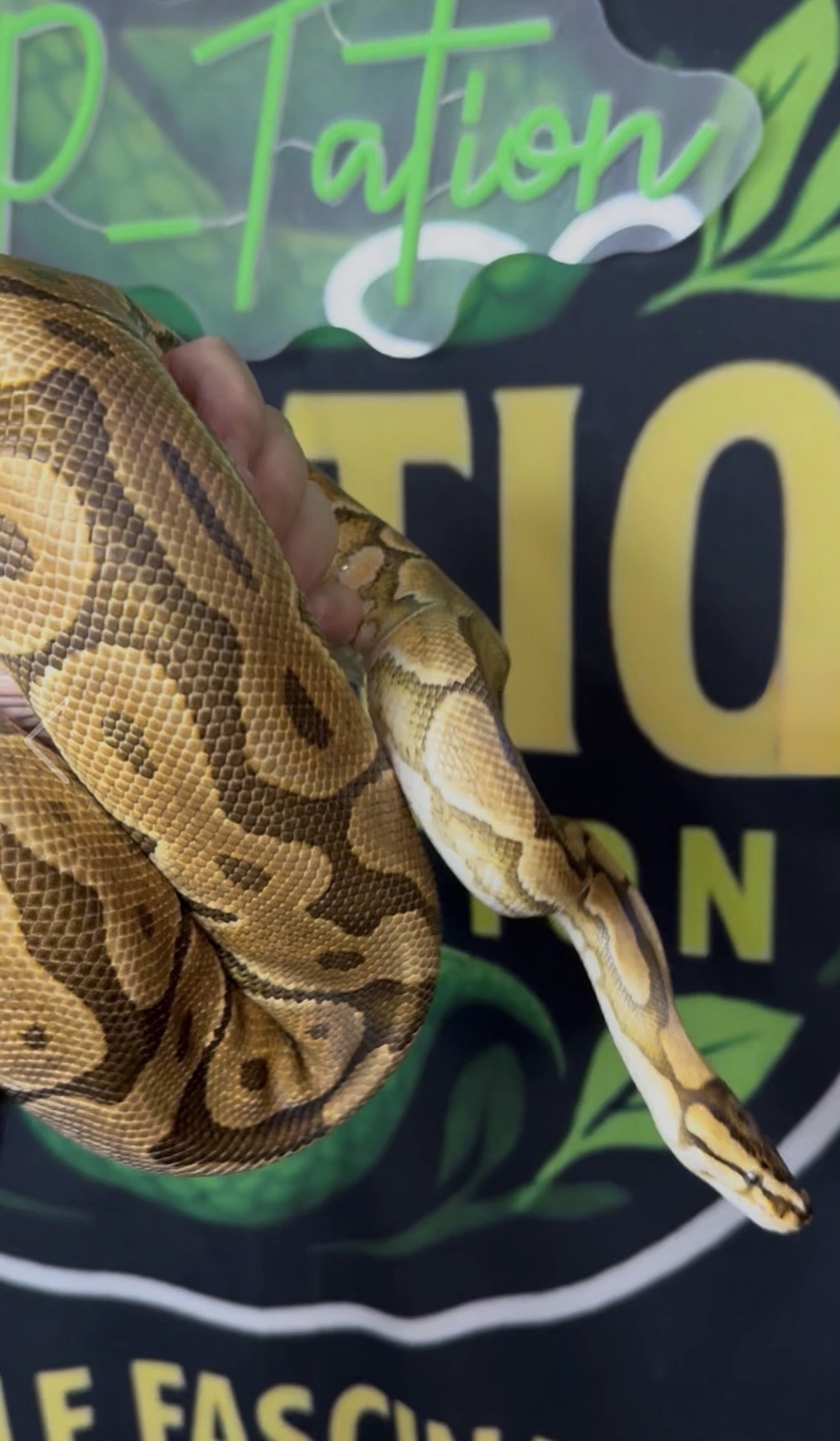 Red Stripe Spotnose Black Pastel Yellowbelly Enchi het Clown Female