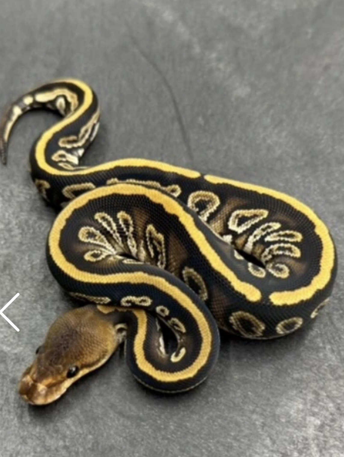 Cypress Mahogany Het Clown