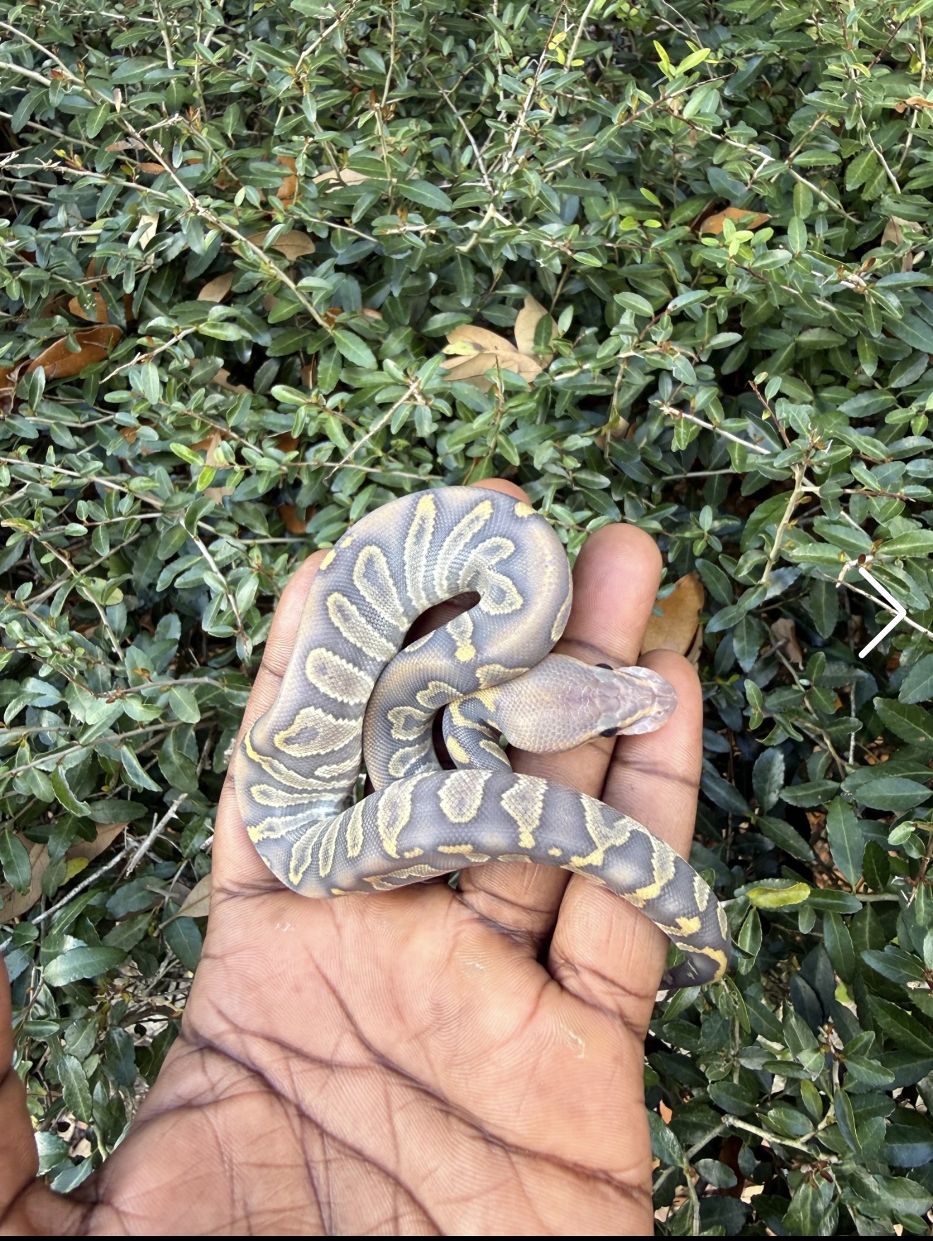Super Chocolate Hypo, Het Clown
