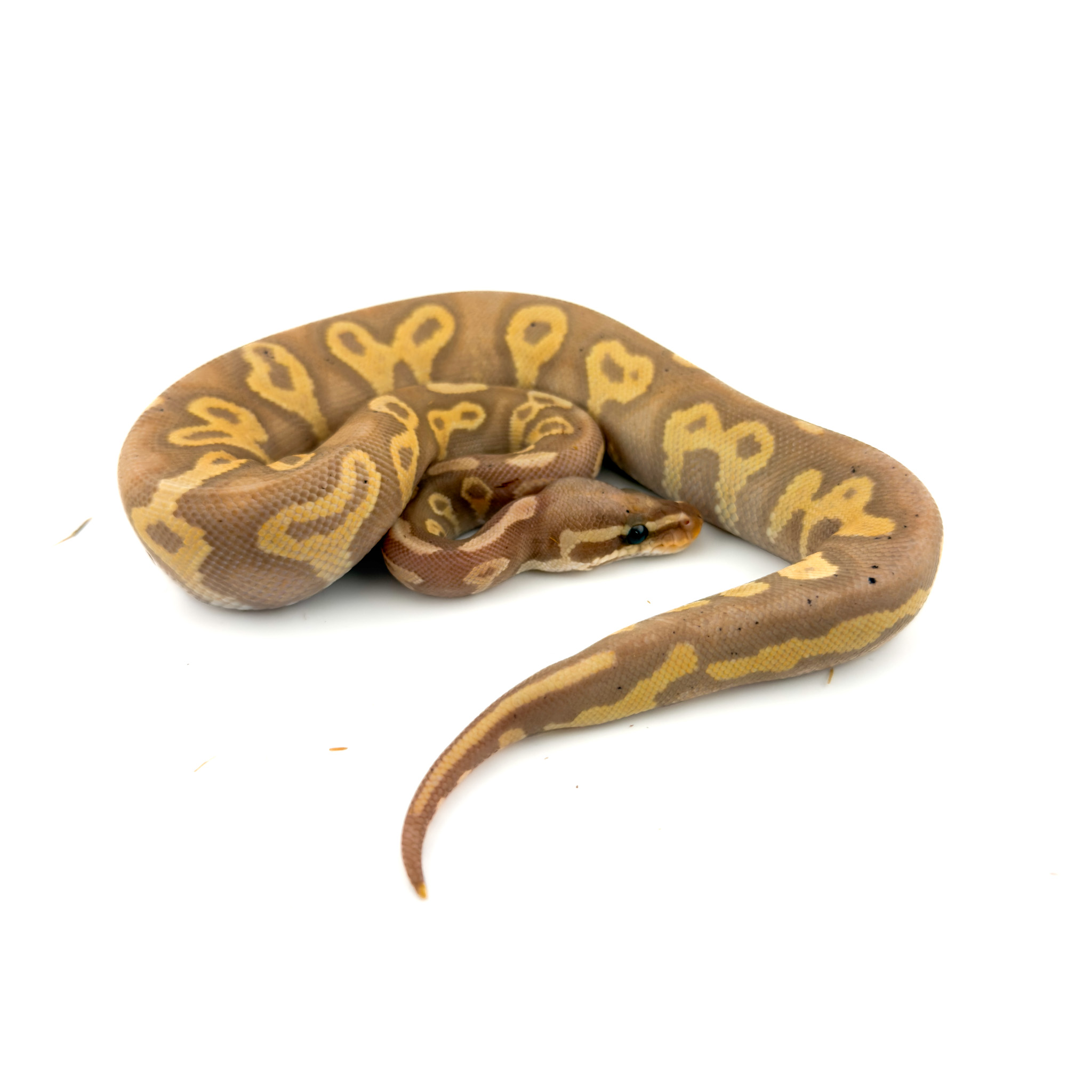 Banana Pewter YB Male