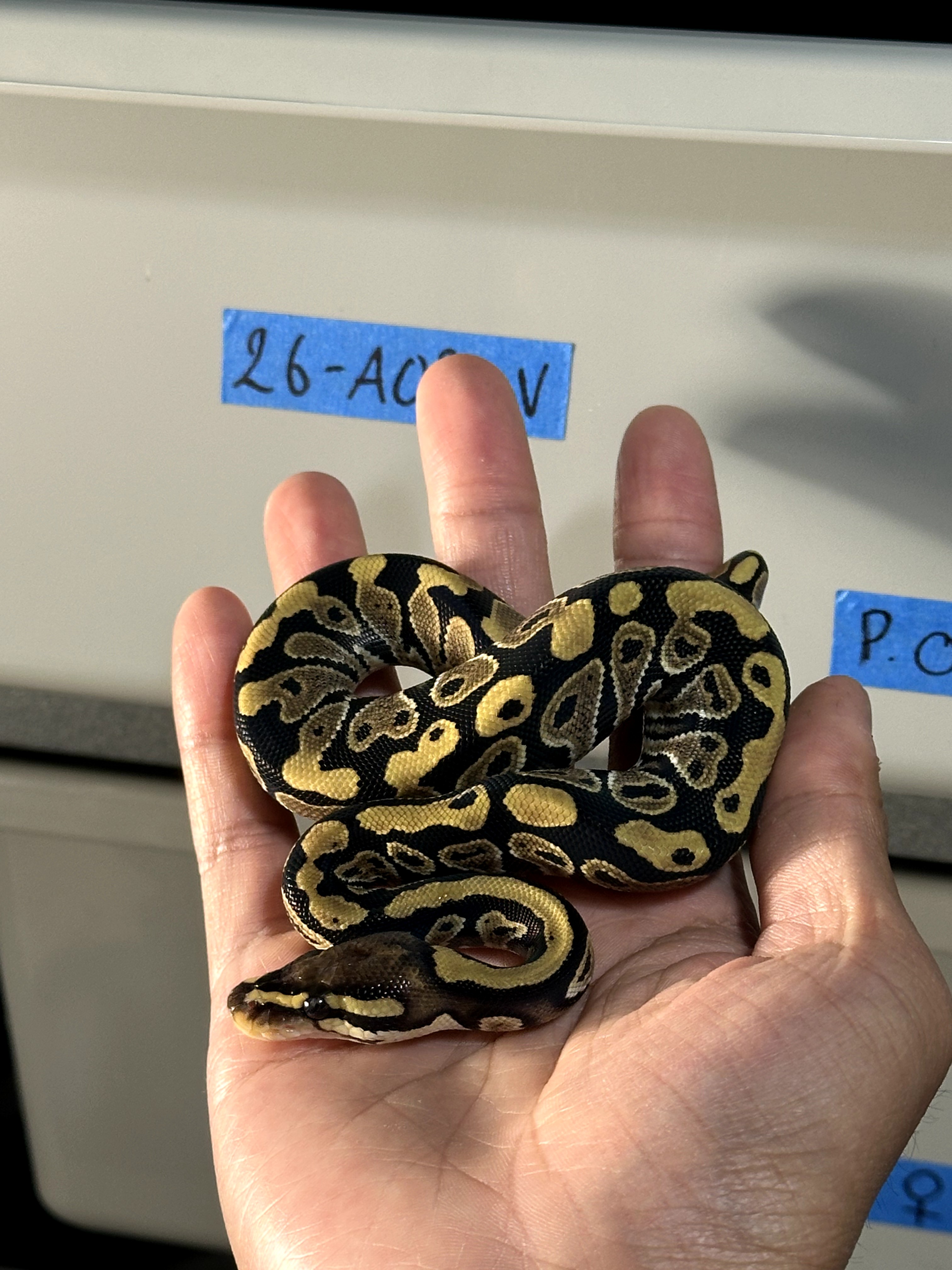 (Holdback Price) Lace double het VPI Axanthic Clown