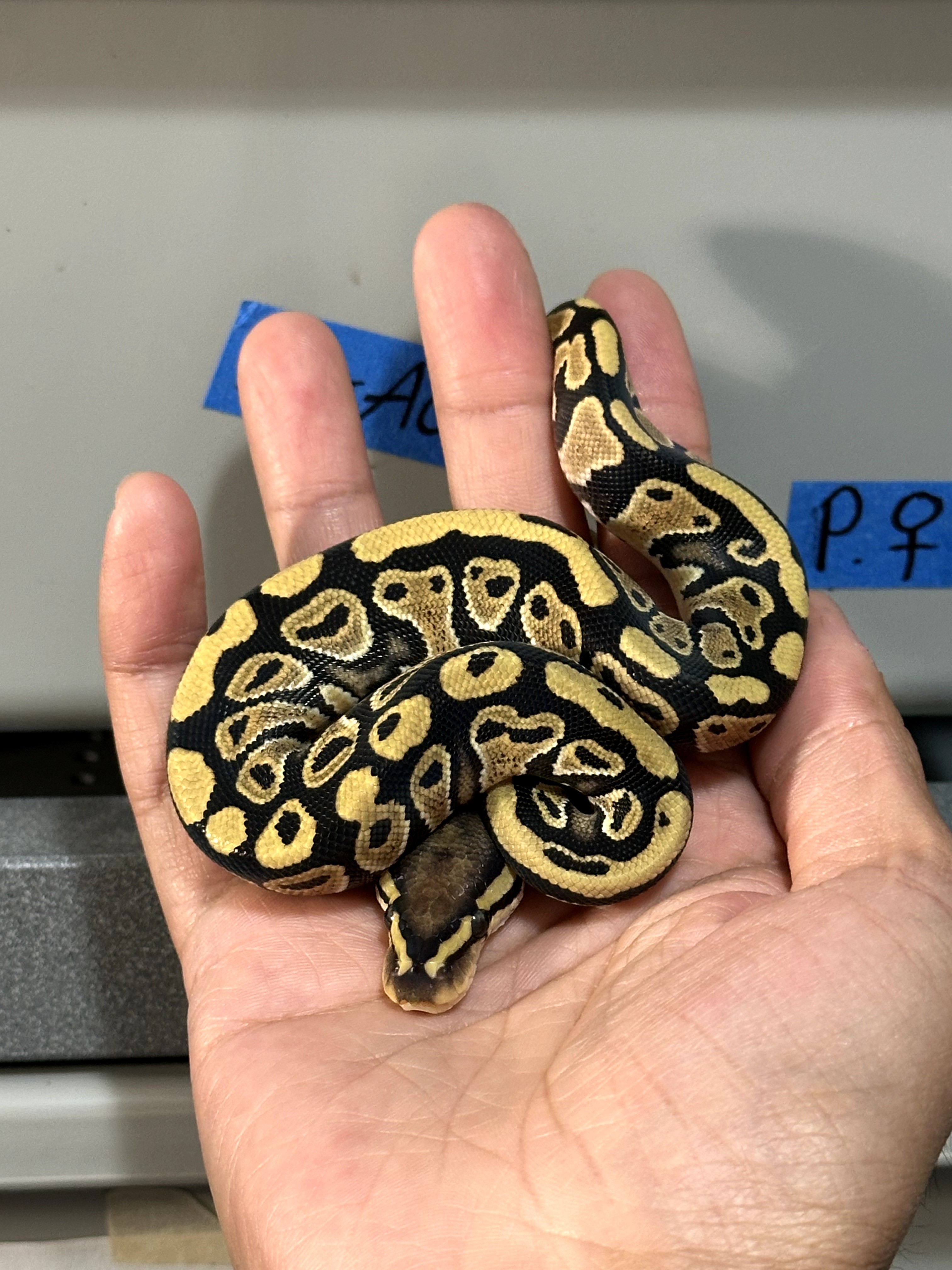 (Holdback Price) Lace triple het VPI Axanthic Clown Pied