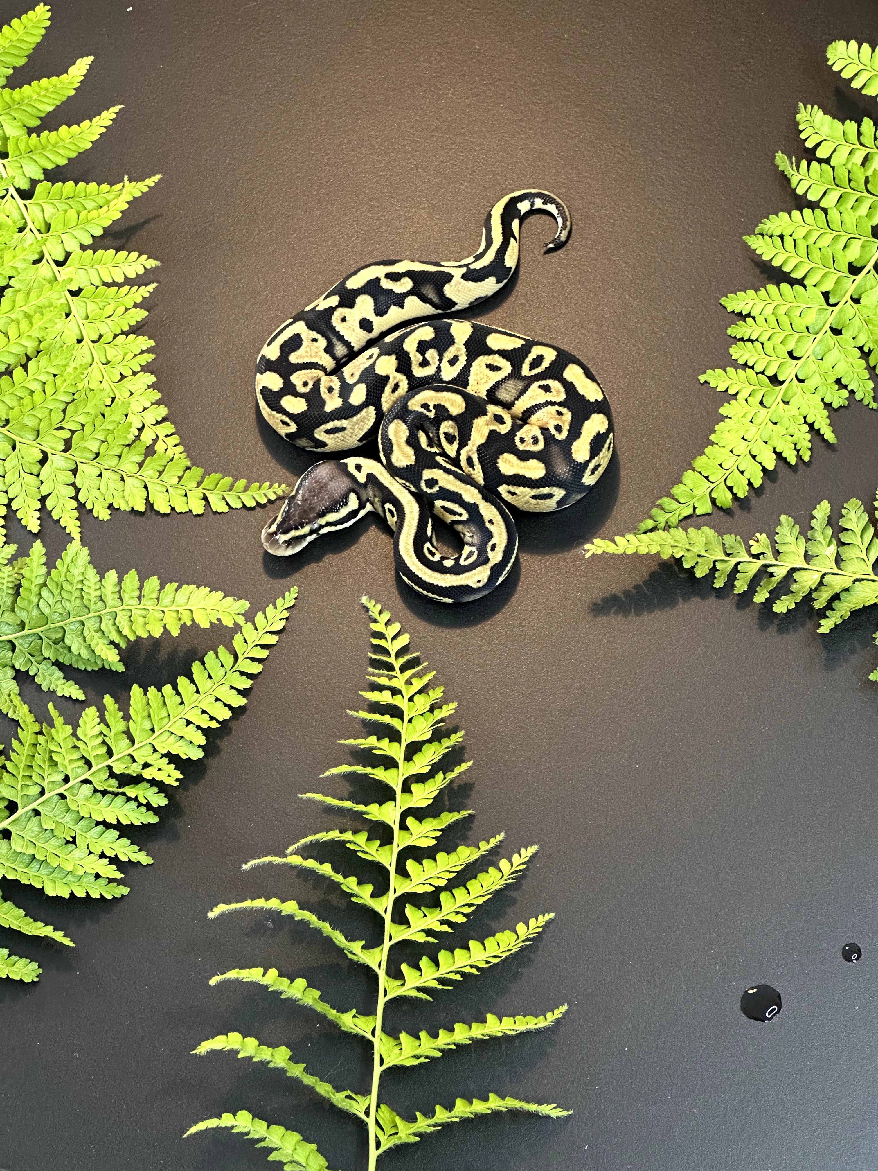 Pastel quad het VPI Axanthic DG Clown Pied
