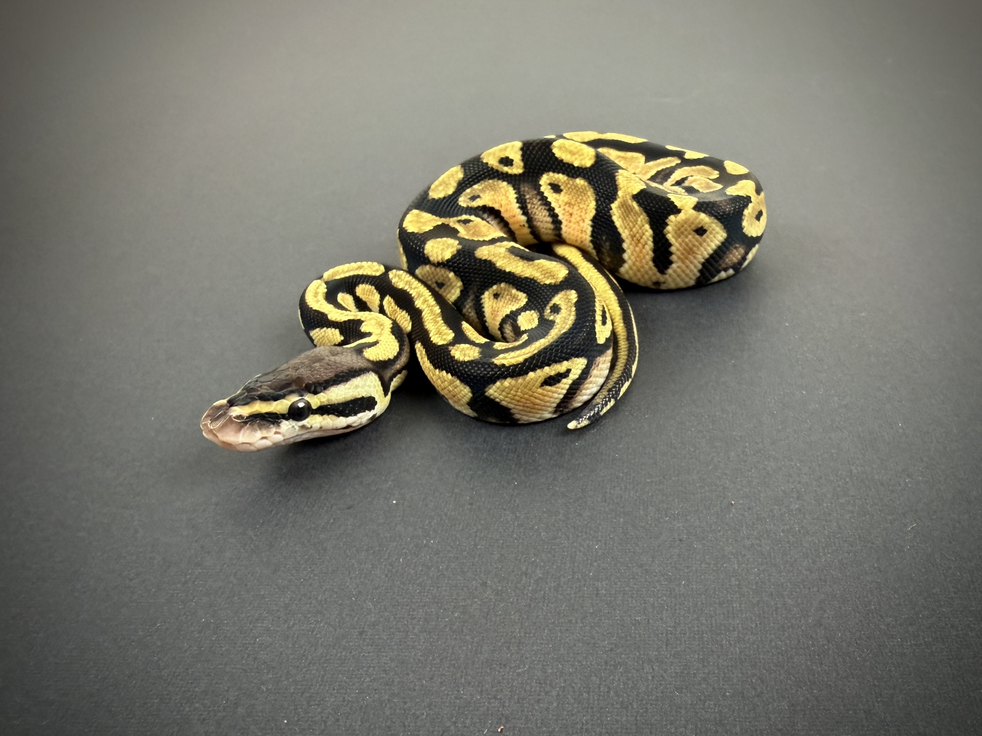 Pastel Quad Het Axanthic (TSK), DG, Pied, & Clown