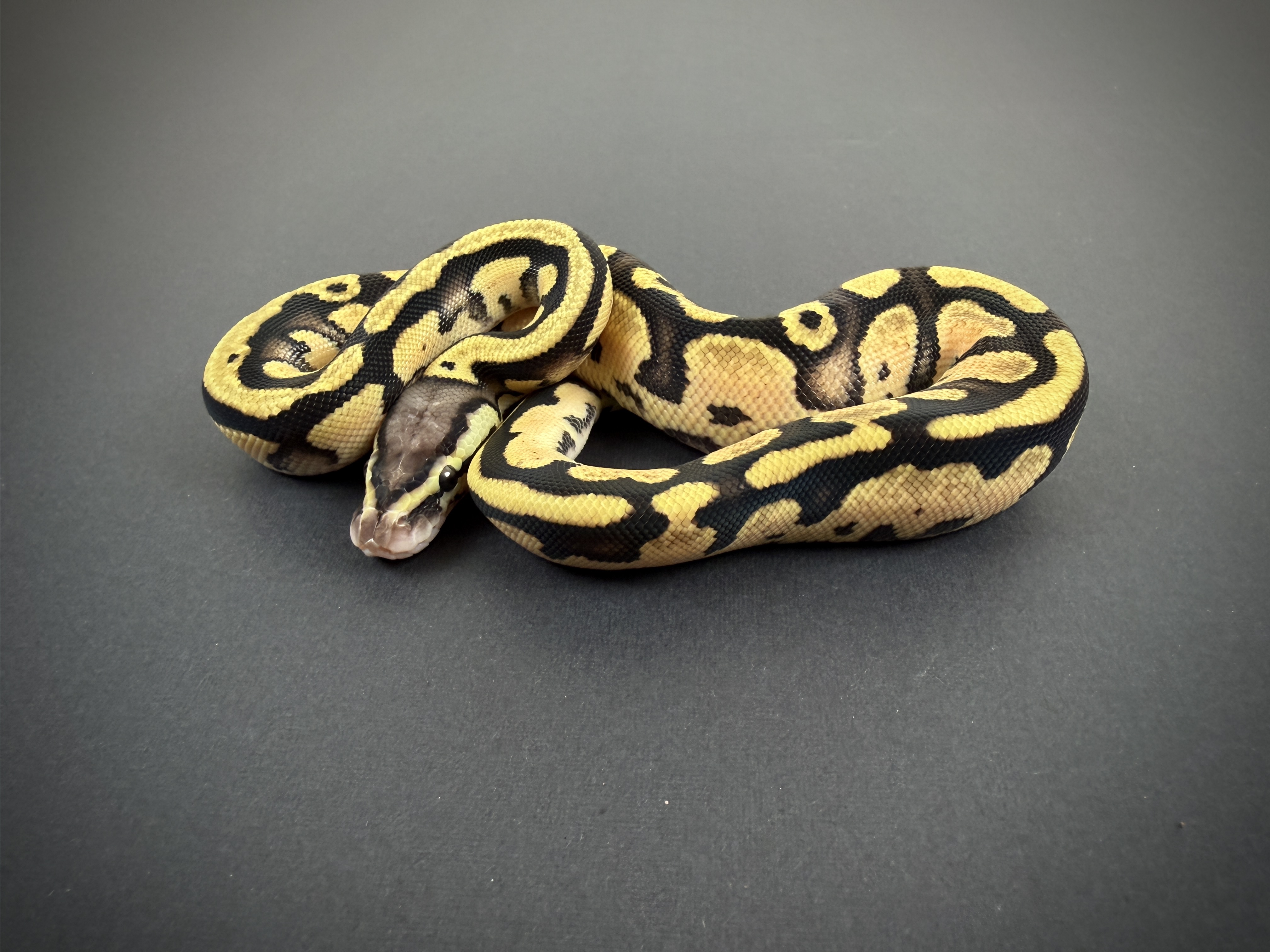 Pastel Vanilla Het Axanthic (TSK) Het Desert Ghost Het Piebald Het Clown