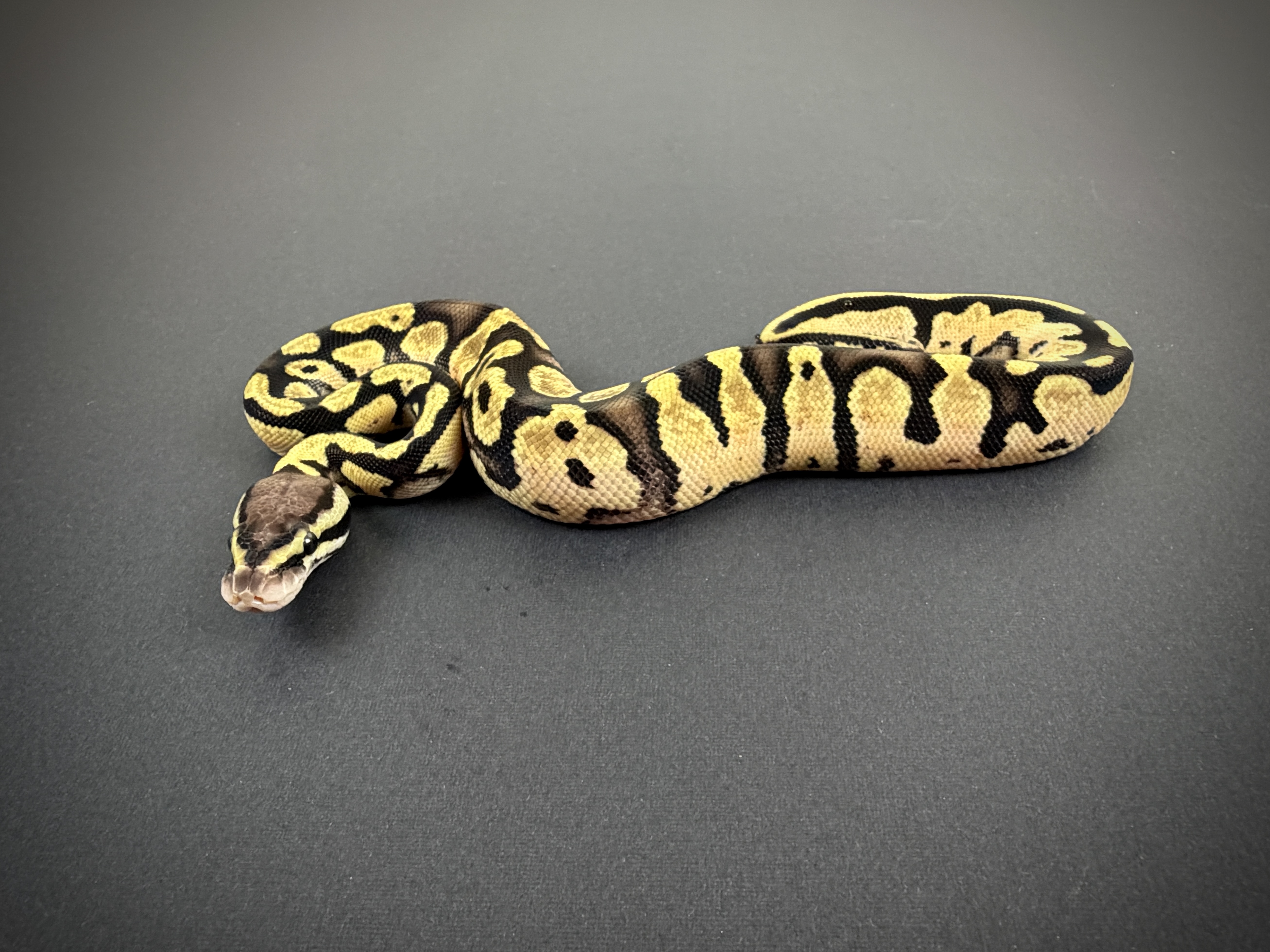 Pastel Vanilla Het Axanthic (TSK) Het Desert Ghost Het Piebald Het Clown