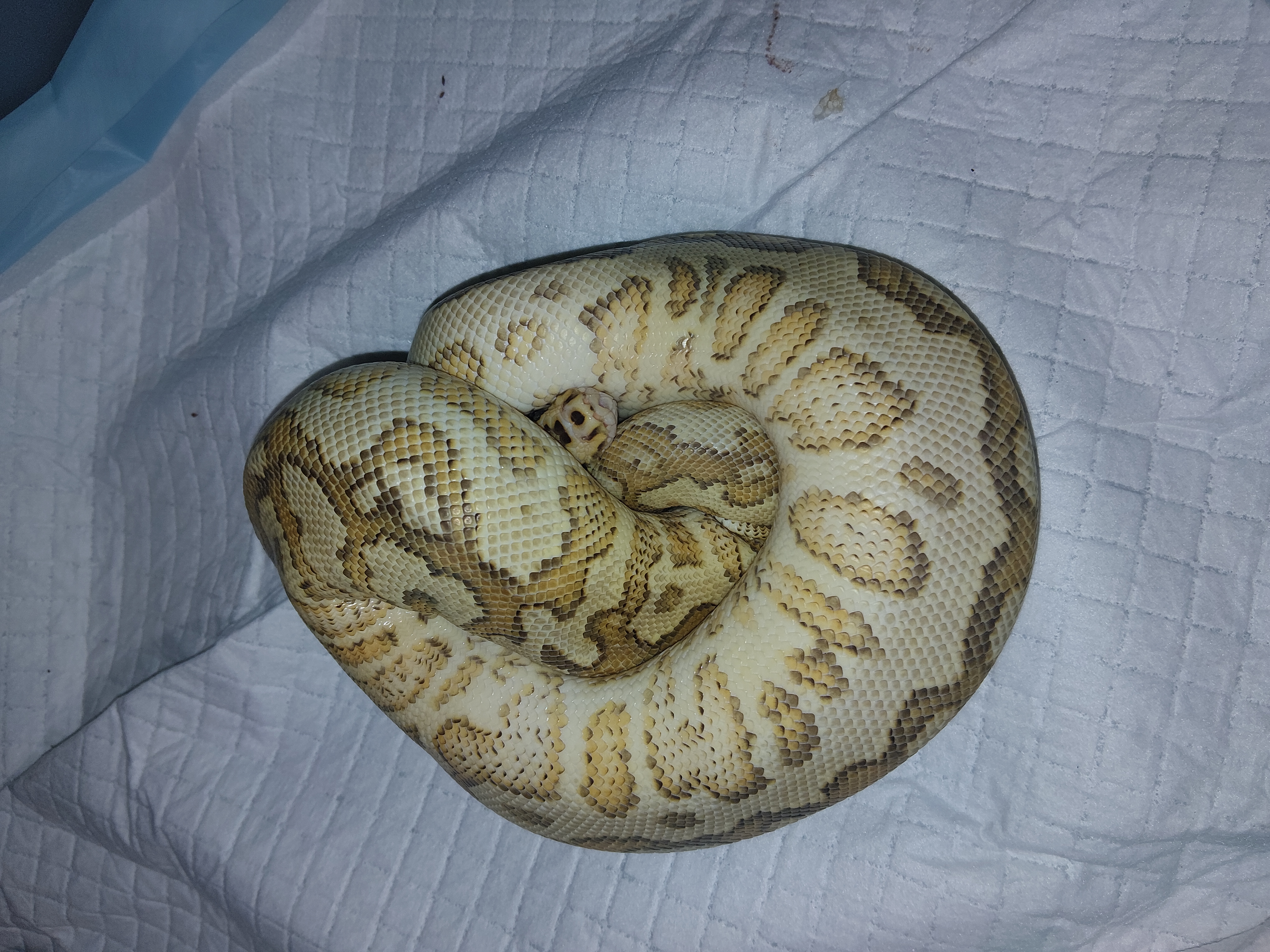 Bertha