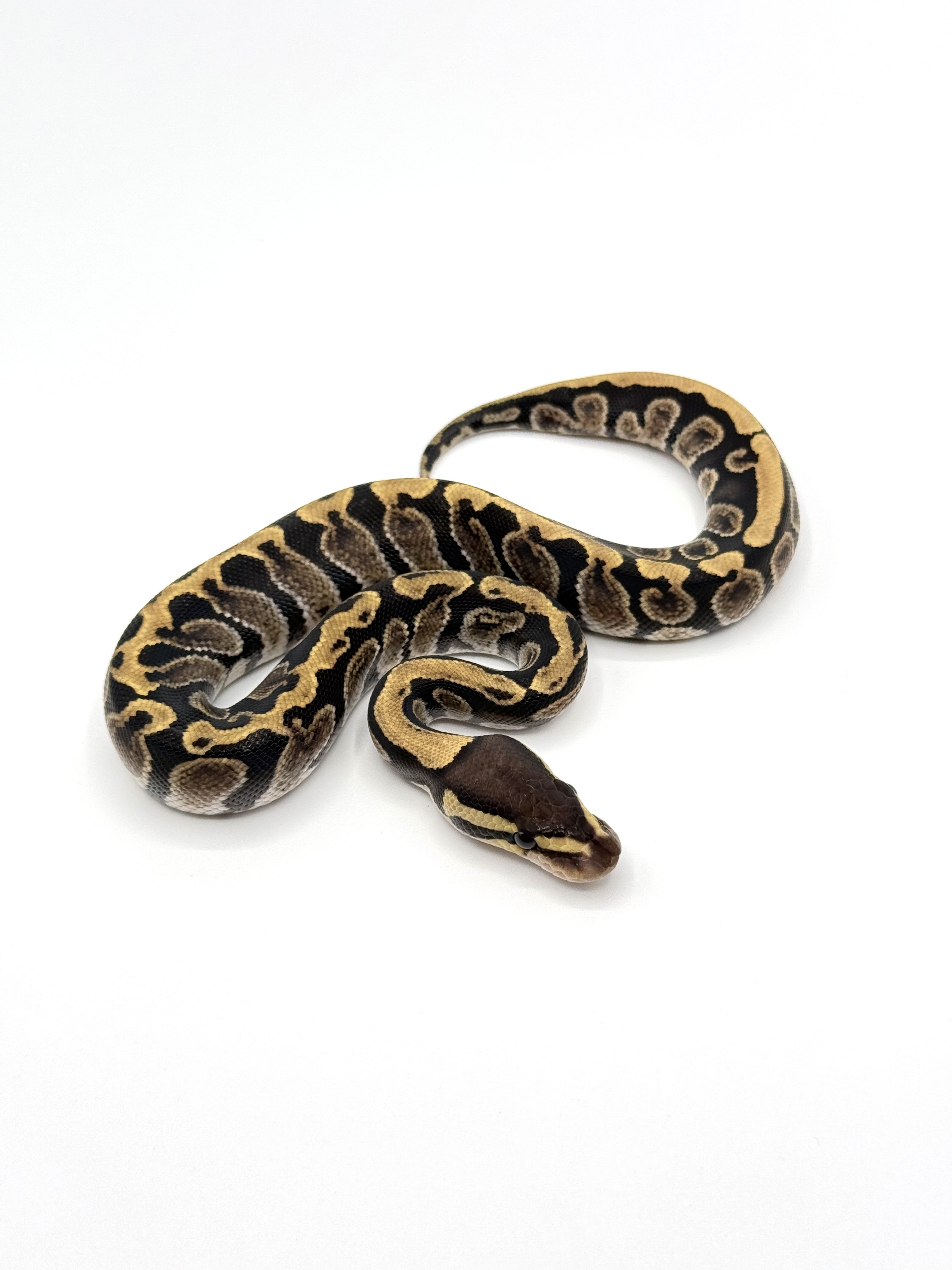 GHI 50% Het Clown 50% Het Hypo 50% Het Puzzle