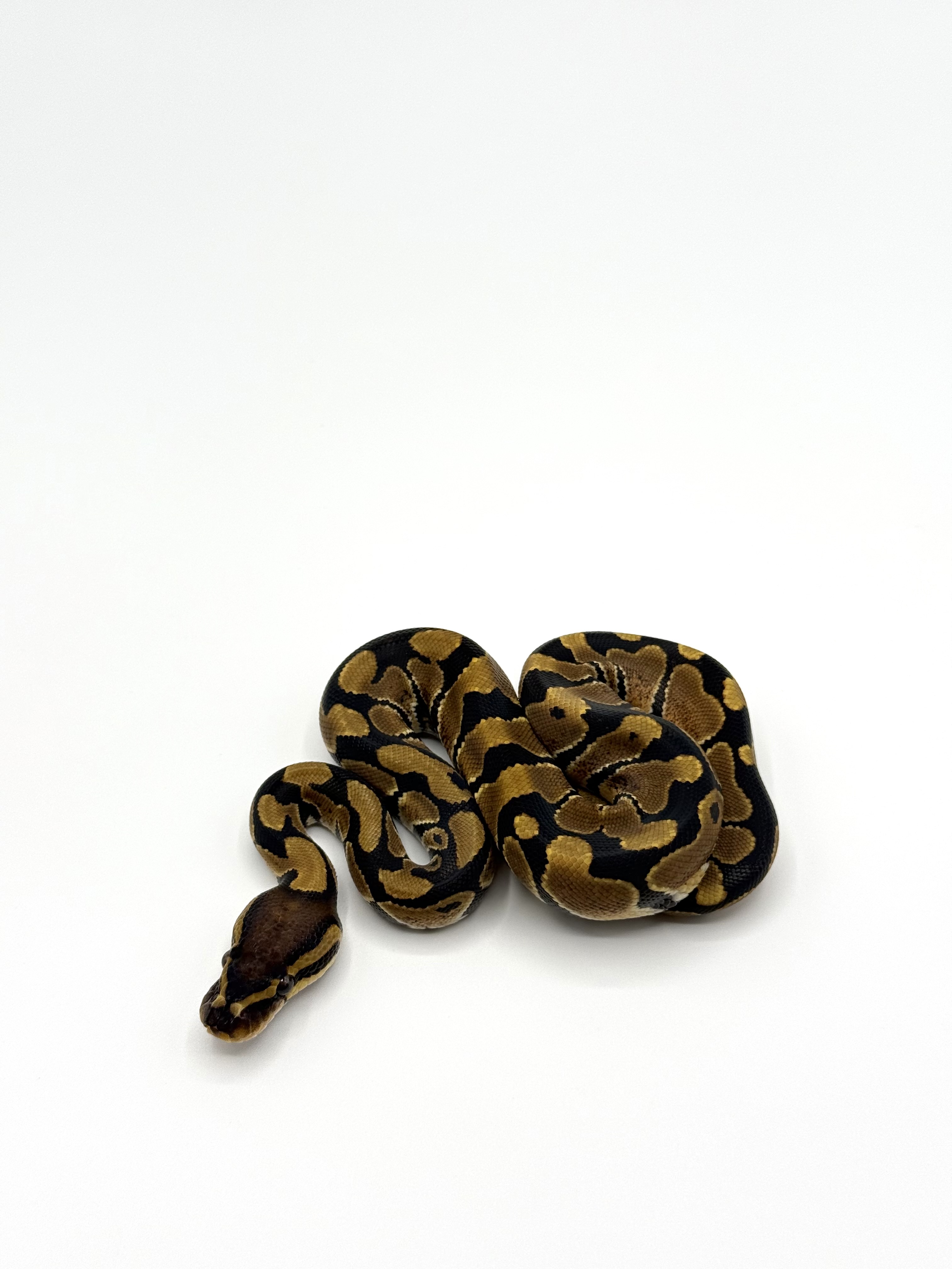 Het Clown Het Desert Ghost 50% Het Hypo