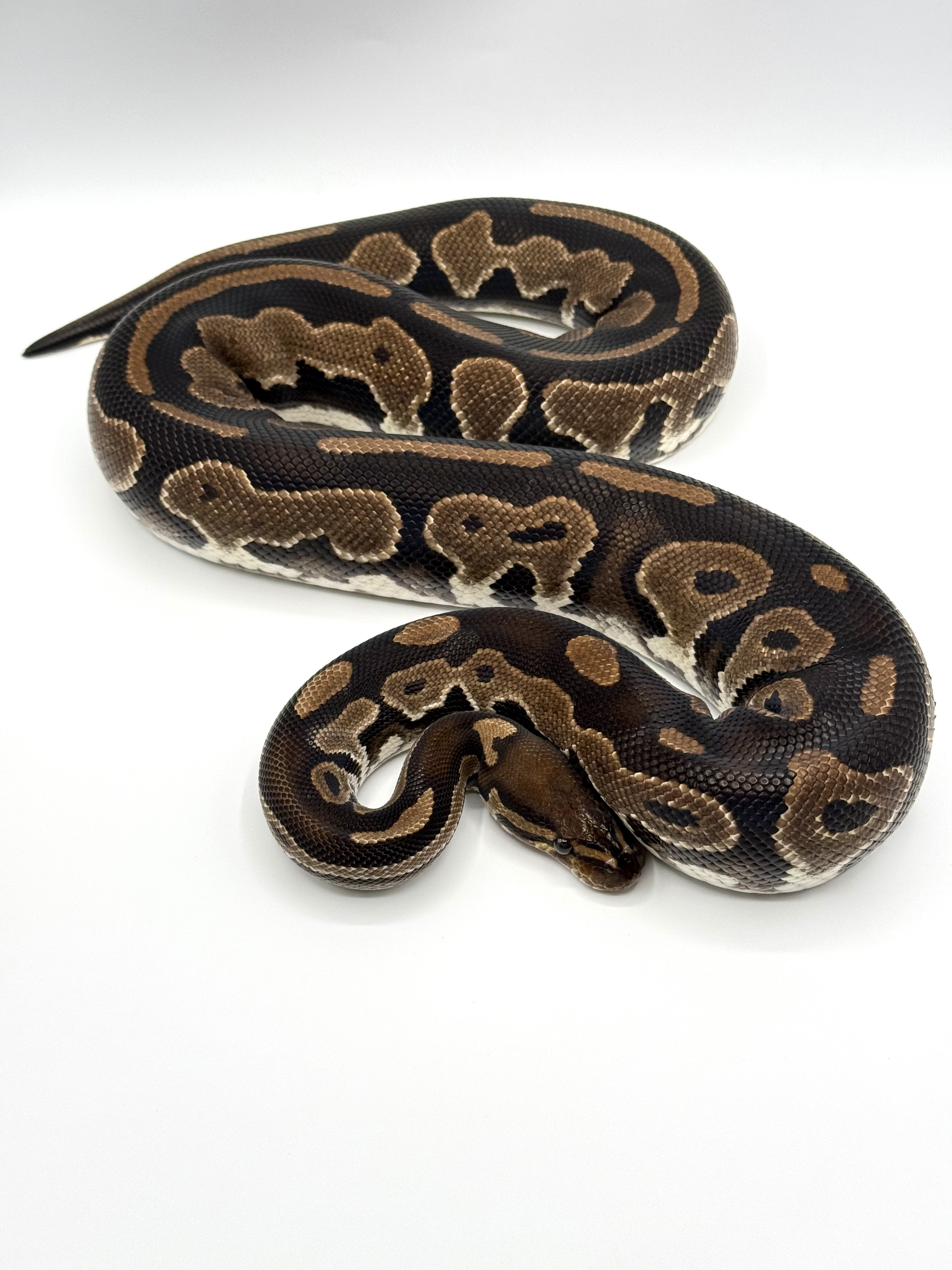 HET RED AXANTHIC