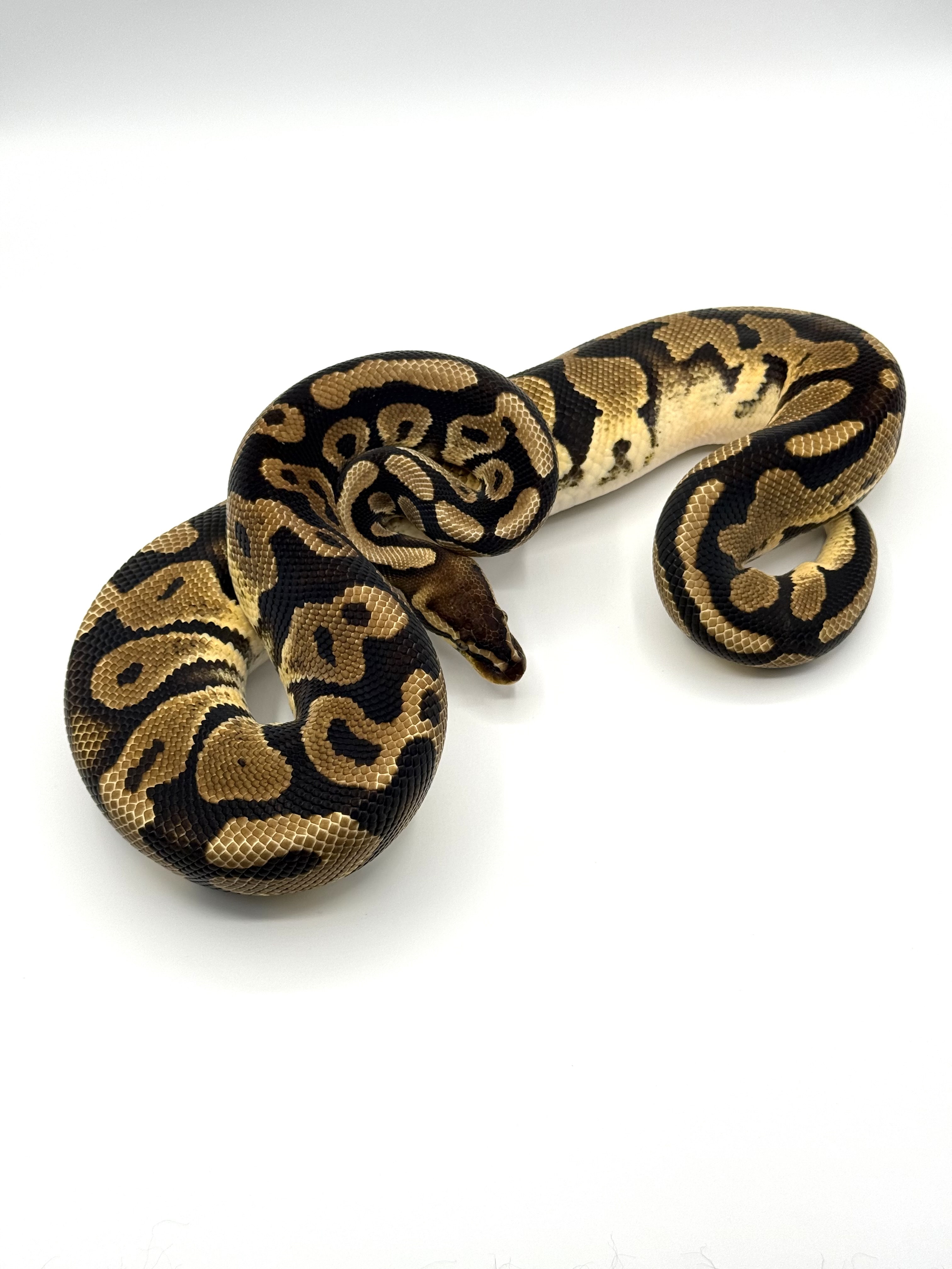 Pastel DH Hypo Pied