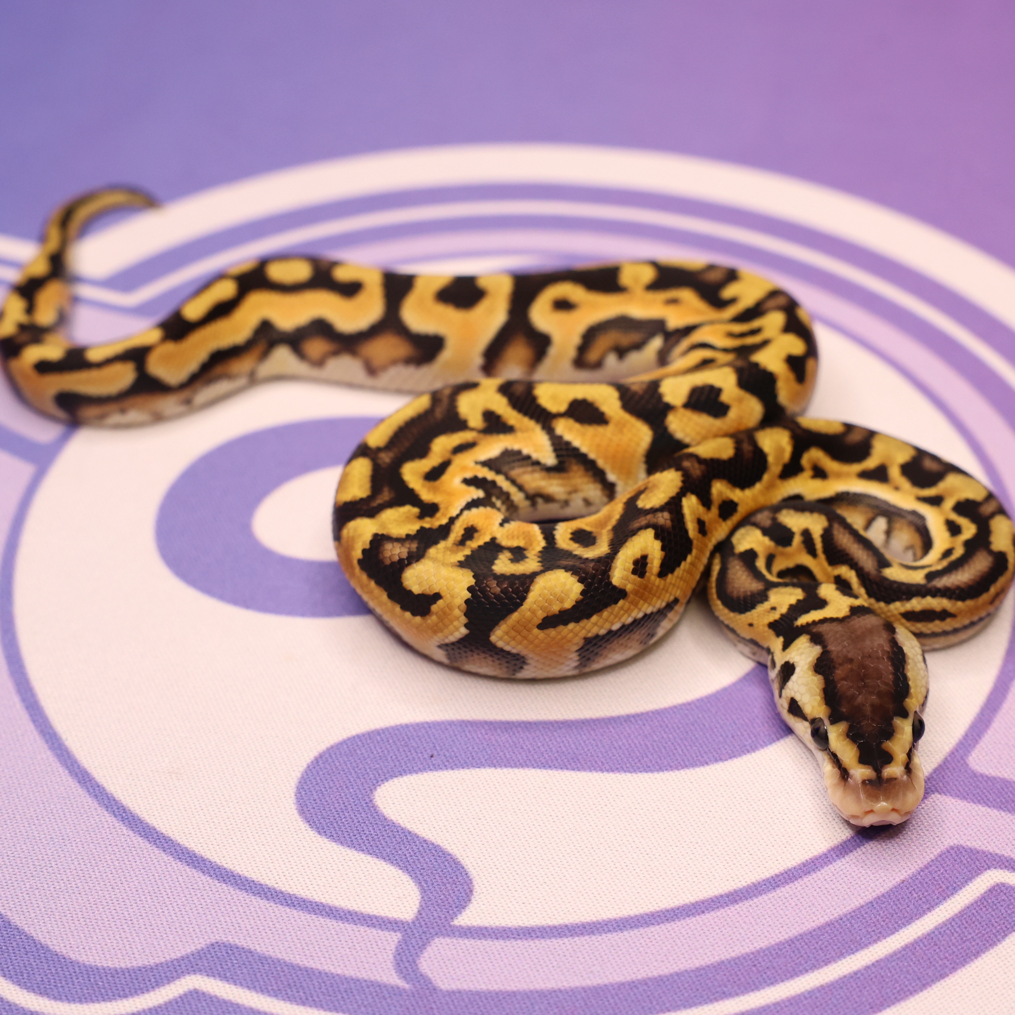 Pastel Puzzle Het Hypo Het Sunset