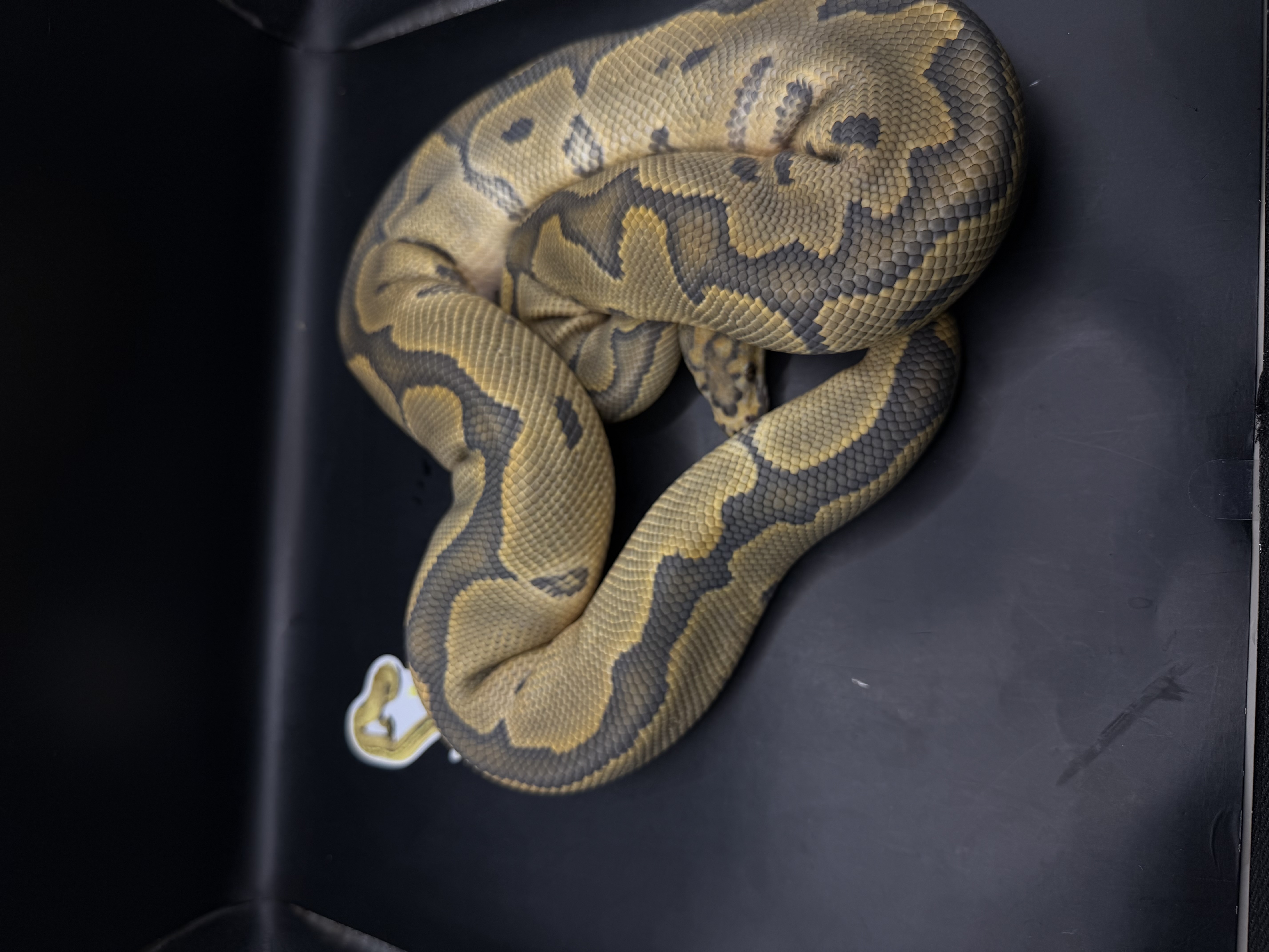 Banana