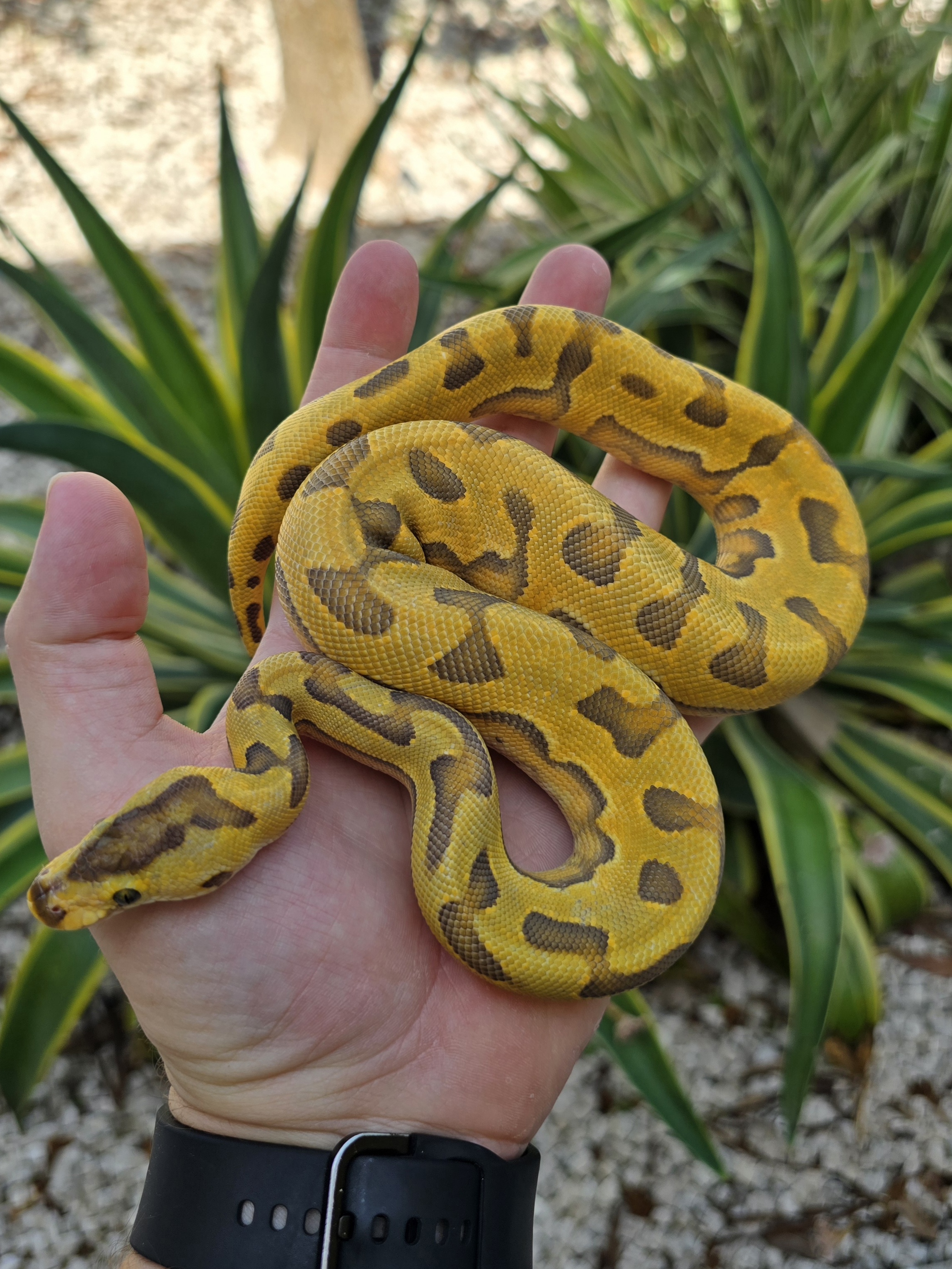 Super Enchi Hypo Puzzle