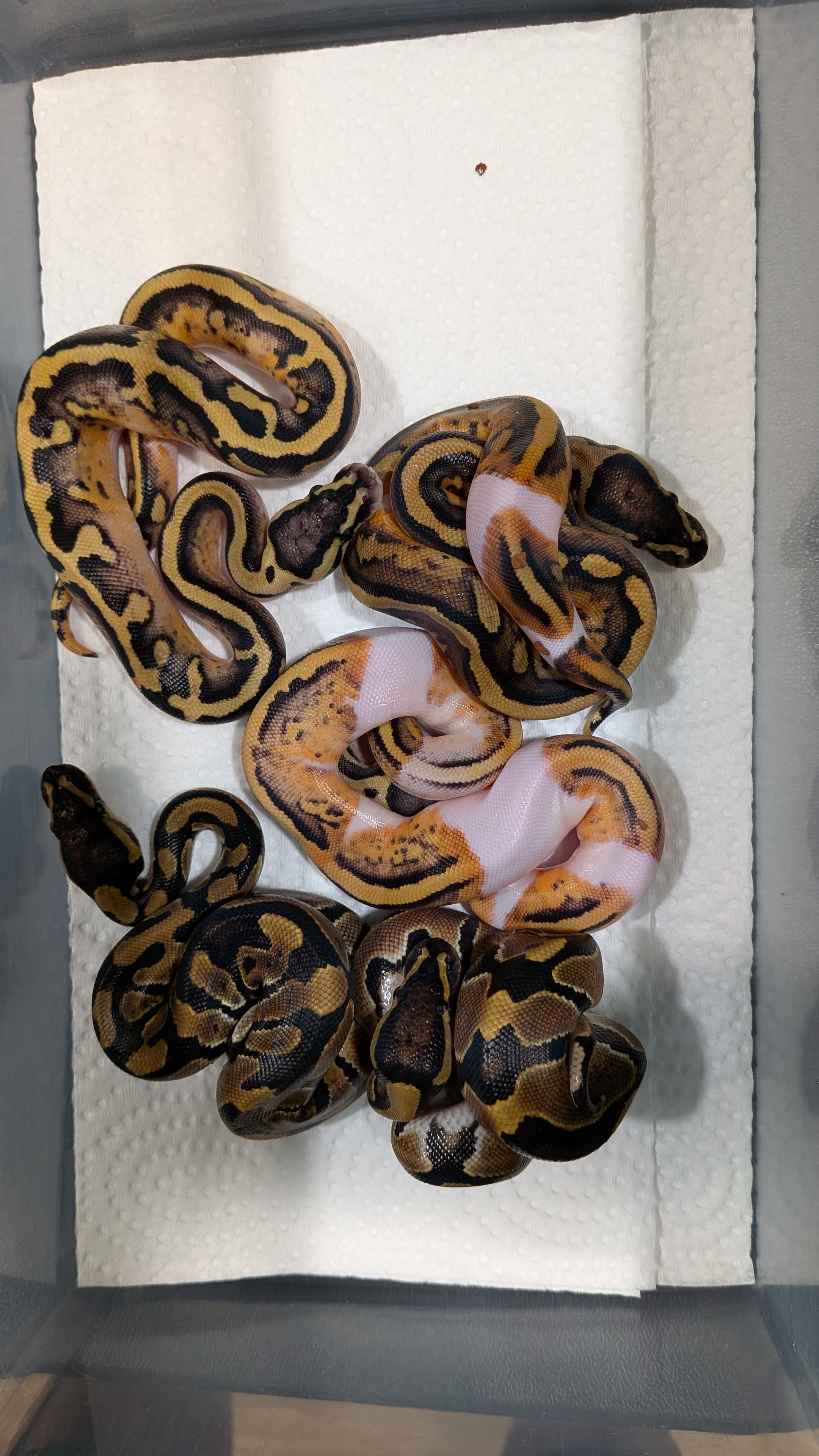 Hypo Crypton / Clown Piebald Project