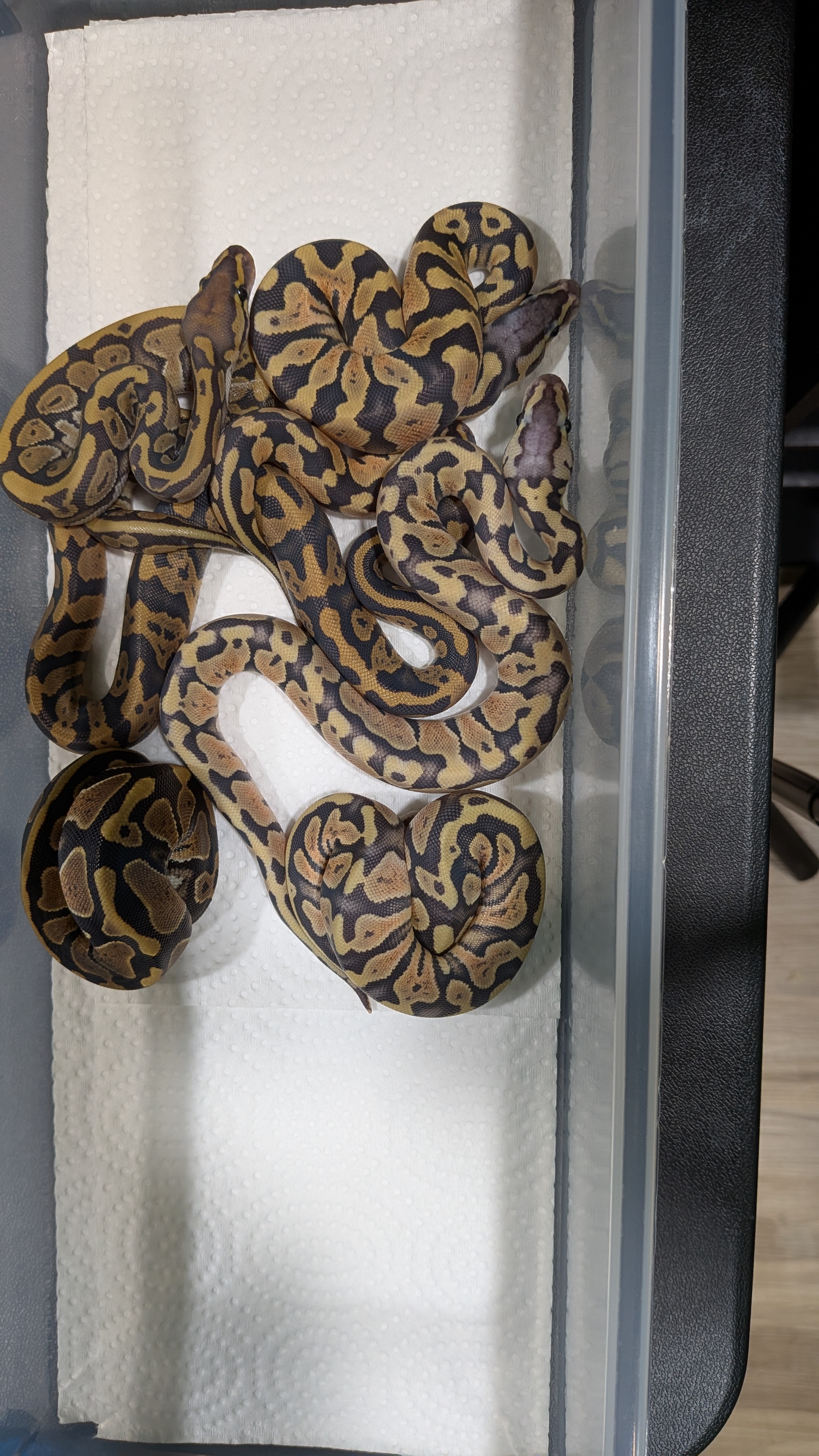 Acid Hypo Piebald Project