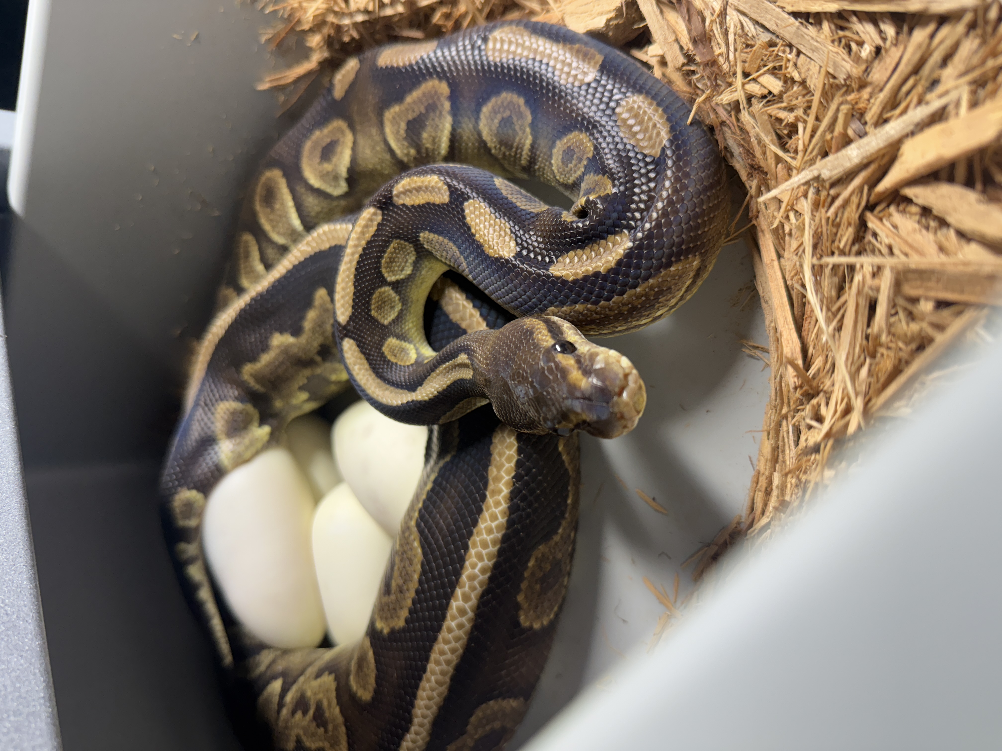 Stranger Hypo Het Clown x Cinnamon Chocolate Het Hypo