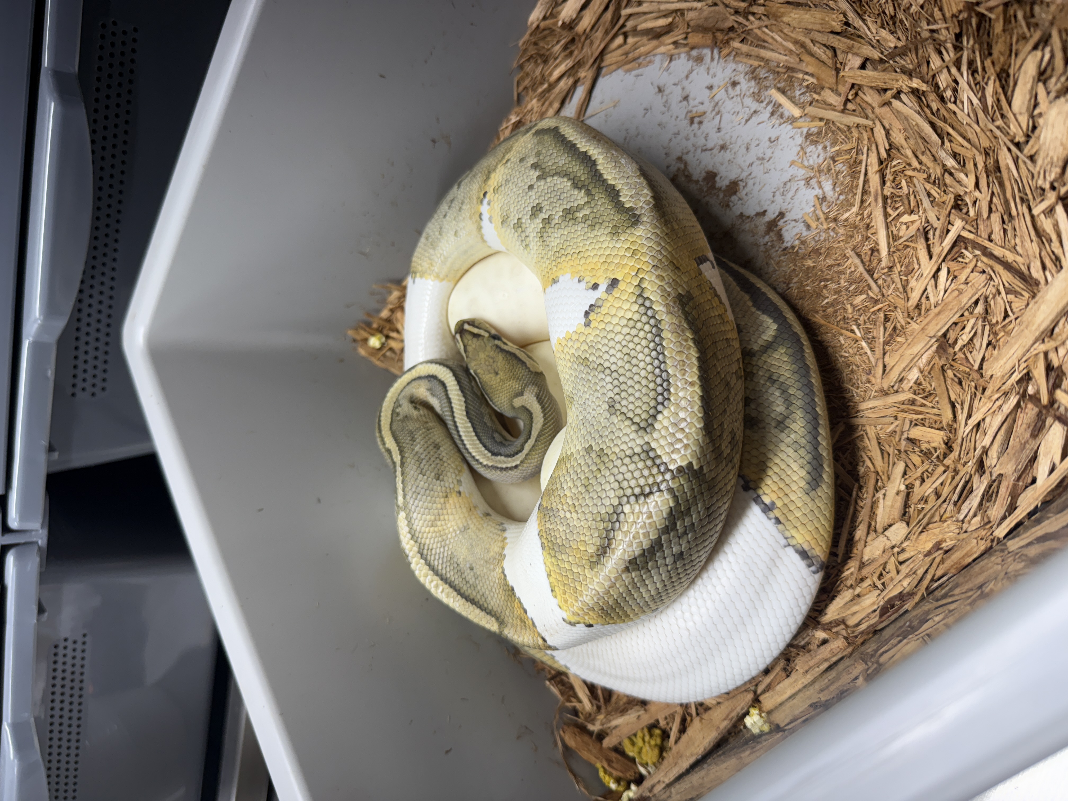 Fire Enchi Ivory POS Lace Clown Het Pied x Hypo Pied