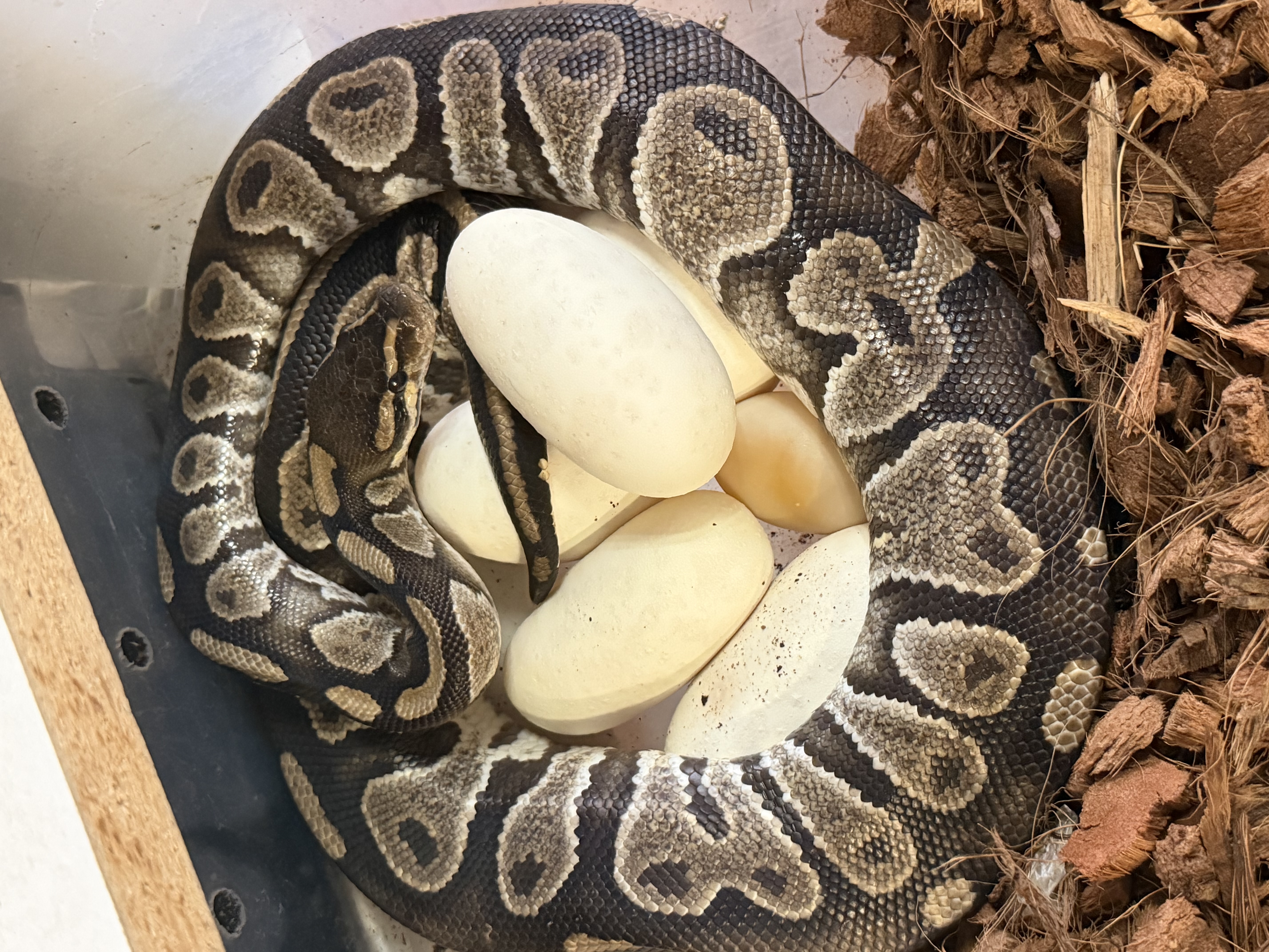 Banana Chocolate