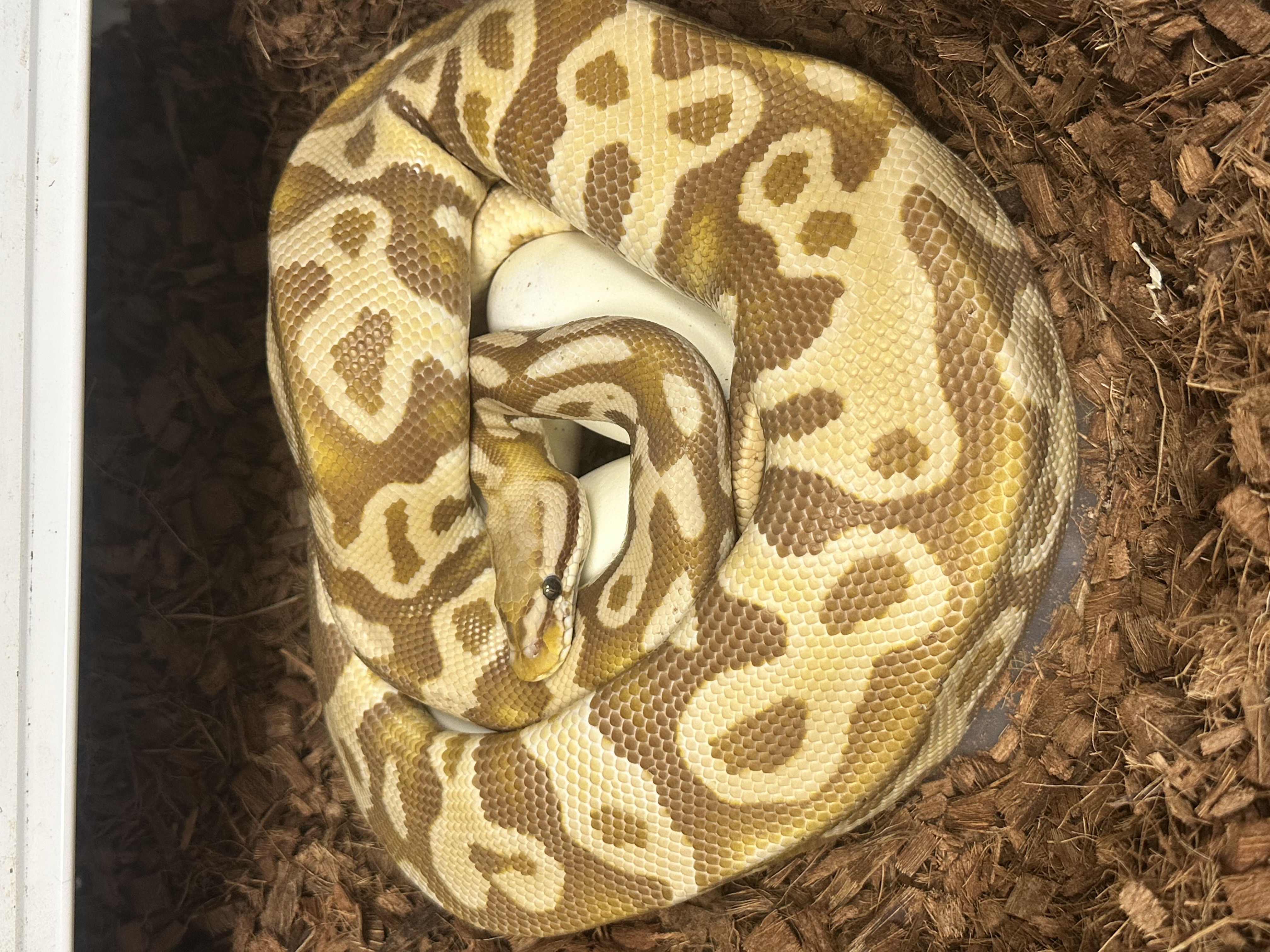 LR2604 Pablo X Carmila