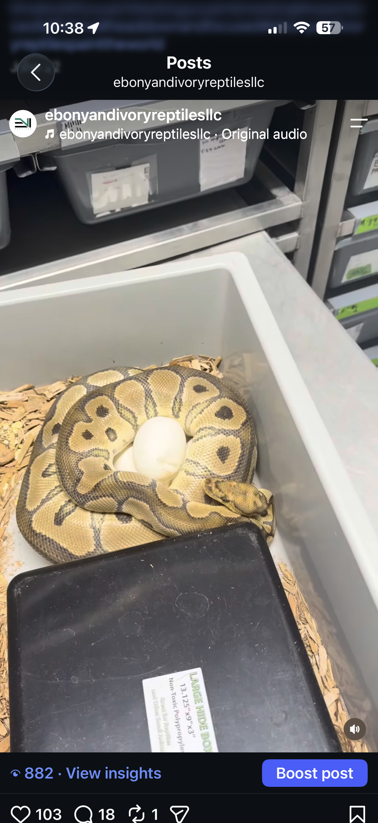 DG Hypo Clown
