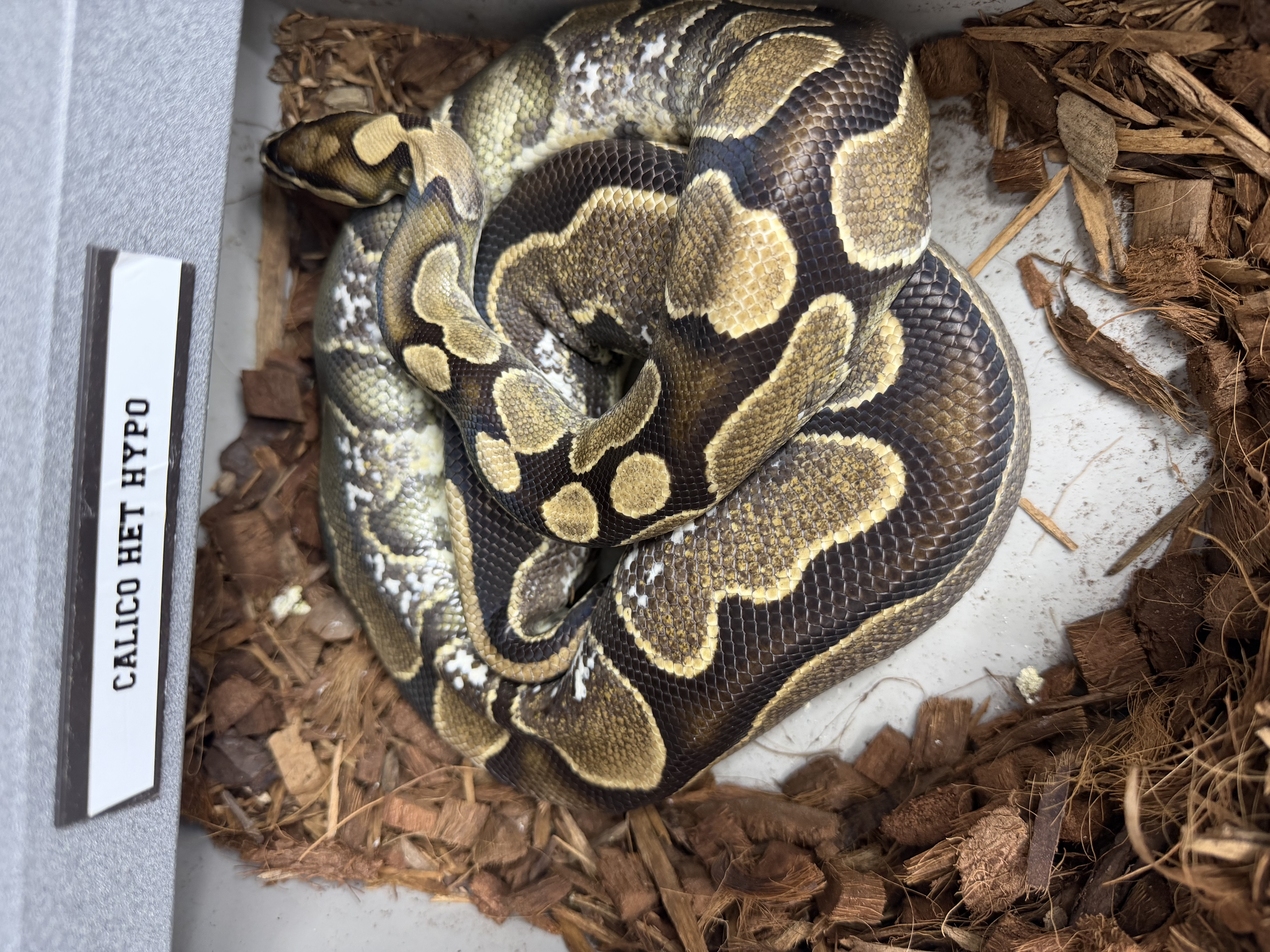 NR MANDARIN DH HYPO PIED X CALICO HET HYPO