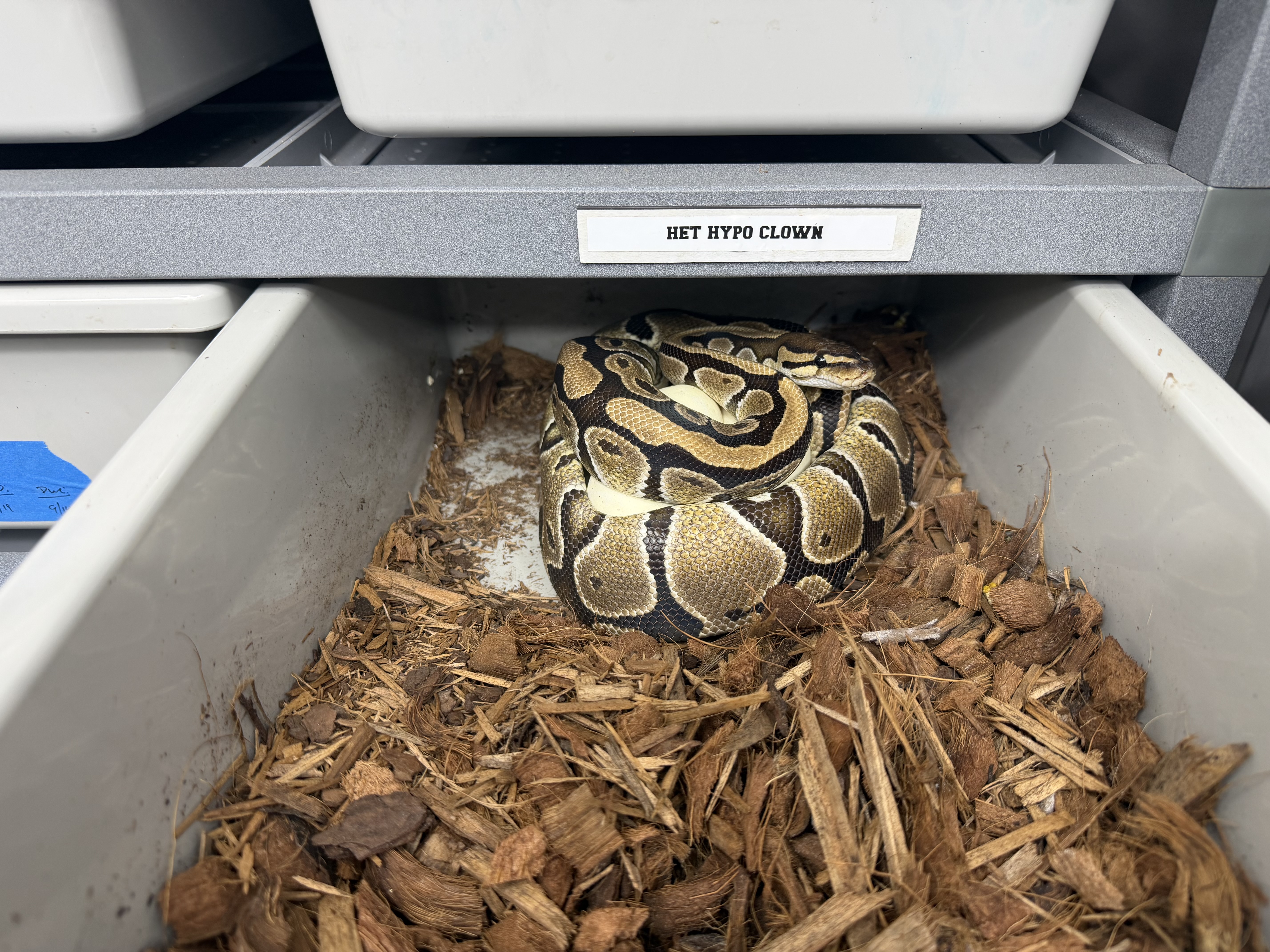 Nr mandarin DH hypo pied x DH hypo clown